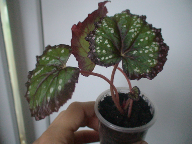 DSC01155а.jpg