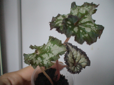 DSC01151a.jpg