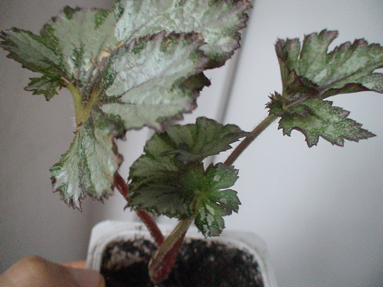 DSC01152a.jpg