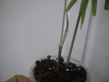 DSC01164a.jpg