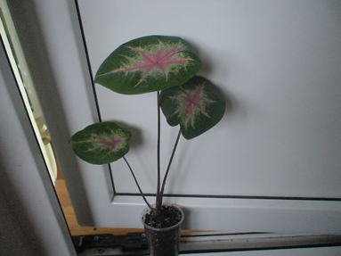 DSC01154a.jpg