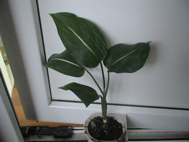 DSC01153a.jpg