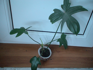 DSC01162a.jpg