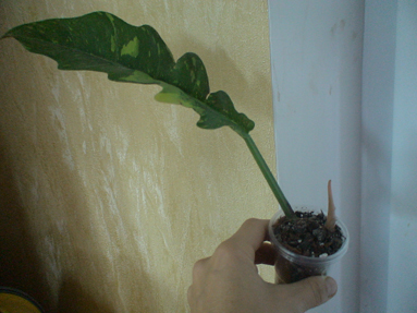DSC01166a.jpg