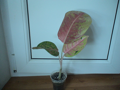 DSC01170а.jpg