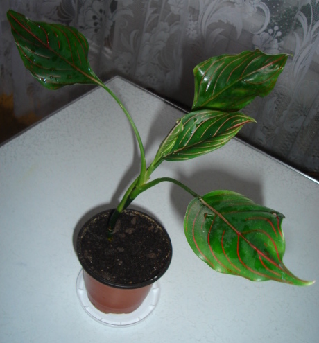 DSC00521.JPG