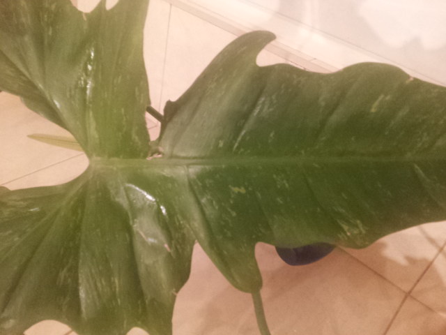 20130926_115203.jpg