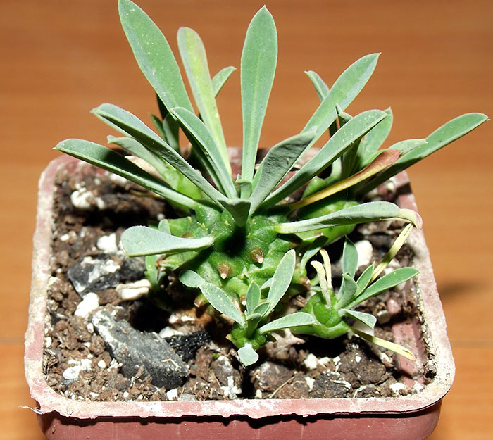 euphorb-coclebur.jpg