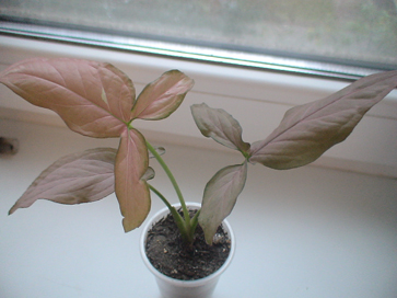 DSC01174а.jpg