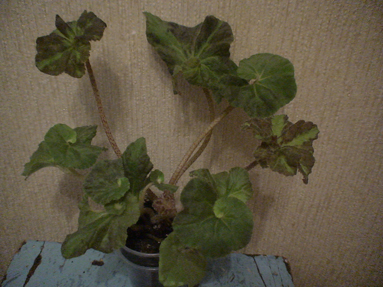 DSC01183а.jpg