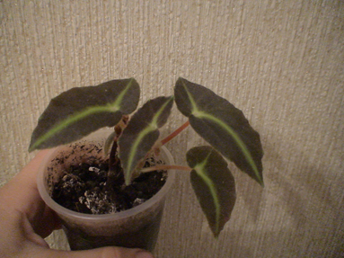 DSC01184а.jpg