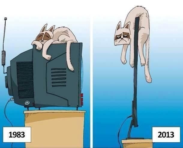 кот.jpg