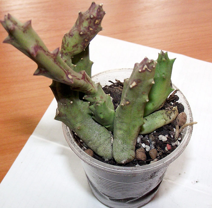orbea-var.jpg