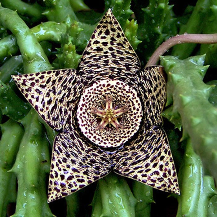 orbea-varFlow.jpg