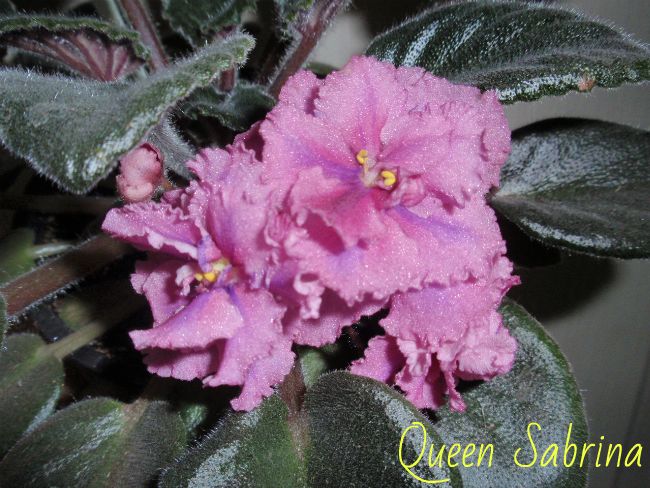 Queen Sabrina (Lyndon Lyon GreenhousesP.jpg