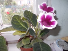 DSCN0740.JPG