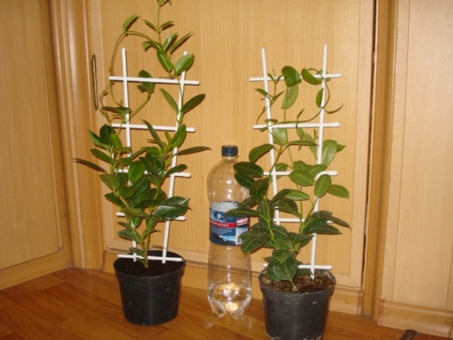 Копия DSC00003.JPG