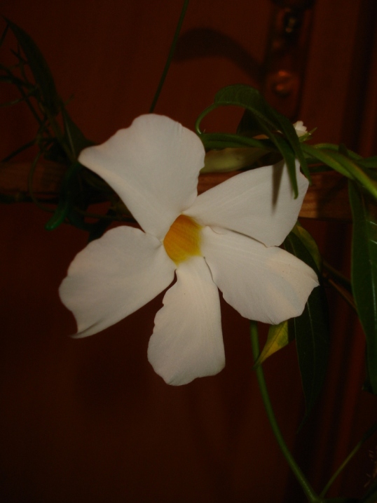 DSC00007.JPG
