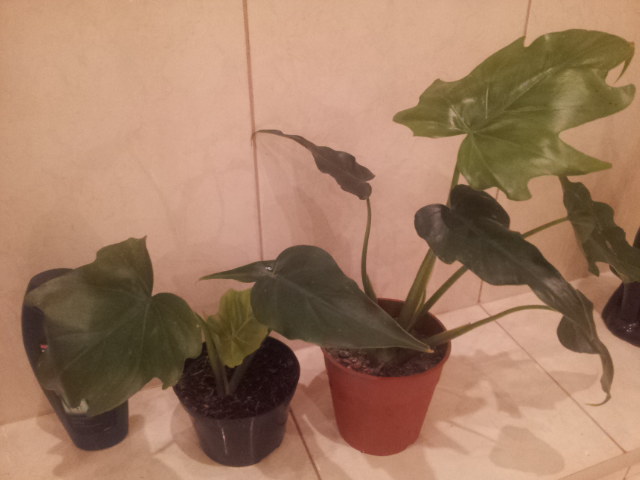 20130928_080658.jpg
