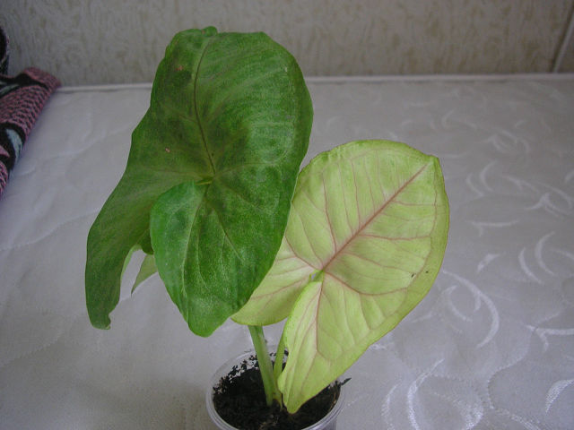 Plum Allusion ​30.jpg
