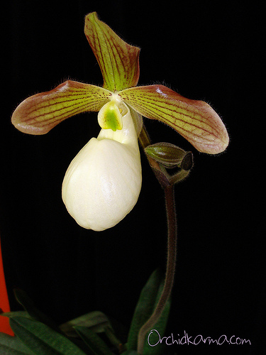 Paphiopedilum primulinum +micranthum = Satin Smoke 17,95_1,7.jpg