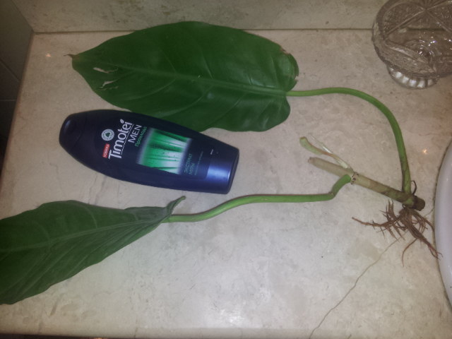 20130930_101926.jpg