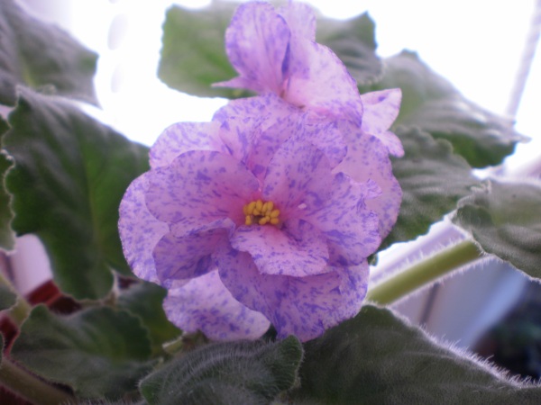 PC050013.JPG