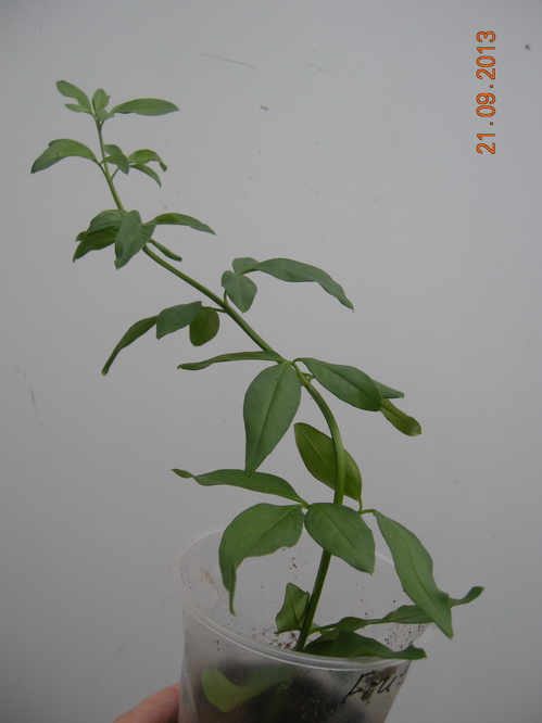 DSCN2565.JPG