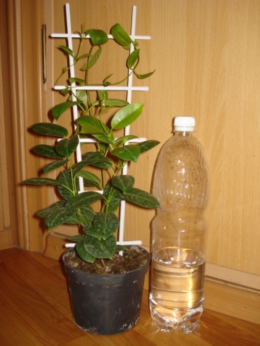 Копия DSC00012.JPG