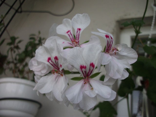 DSCF3697.JPG