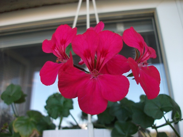 DSCF3273.JPG
