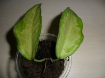 Hoya Kenejiana var 250.JPG