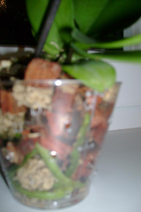 DSC02009.JPG