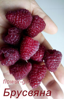 brusvyana-berry.jpg