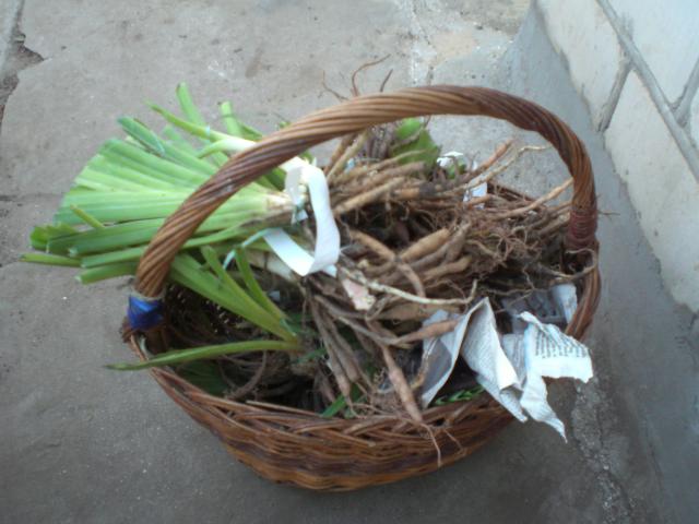 CIMG0820.jpg