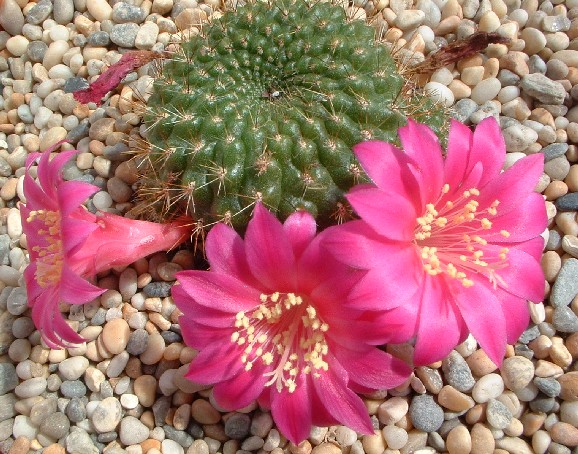 rebutia-violaciflora.jpg