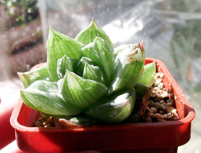 cymbiformis.jpg