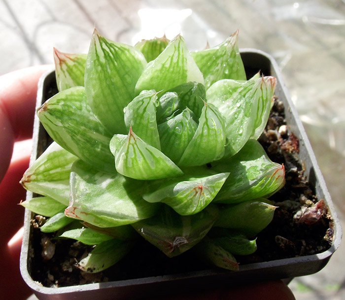 cymbiformis_var.jpg