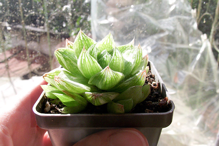 cymbiformis_var1.jpg