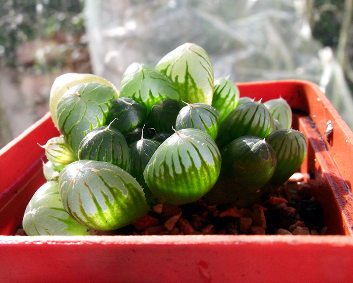 cymbiformis-var-obtusa.jpg