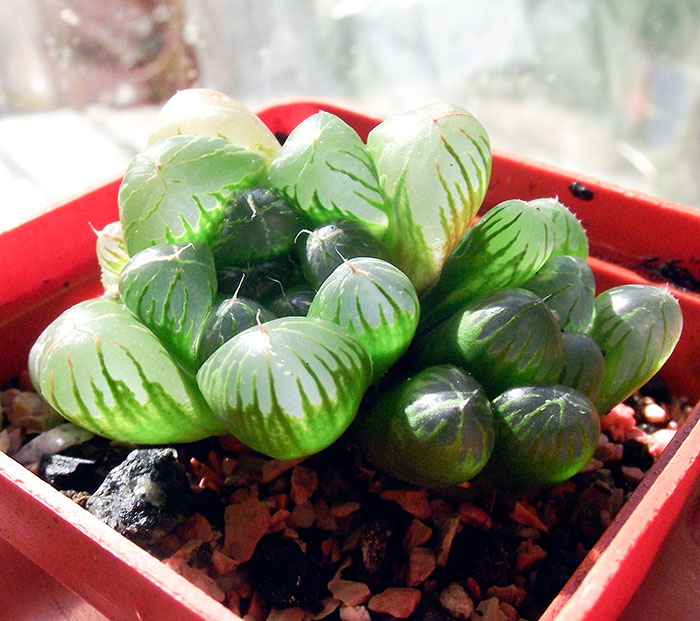 cymbiformis-var-obtusa1.jpg