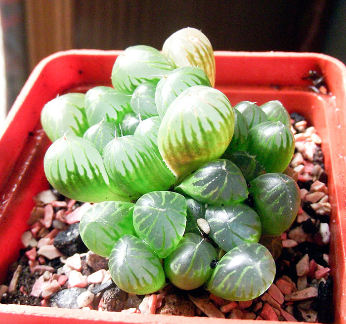 cymbiformis-var-obtusa2.jpg