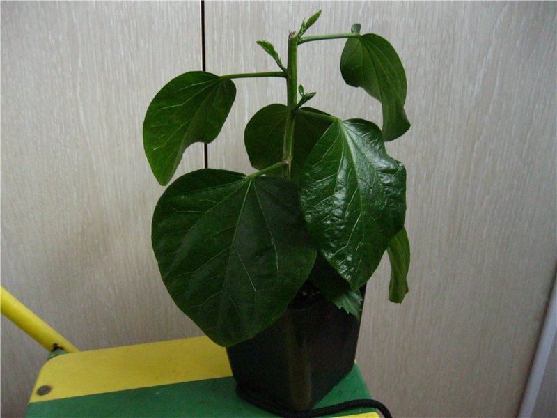 e383380d43cf.jpg