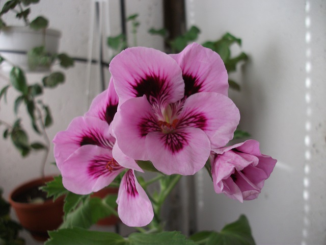 DSCF3654.JPG