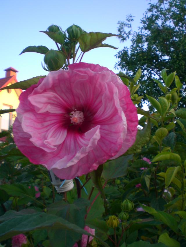 CIMG0806.jpg