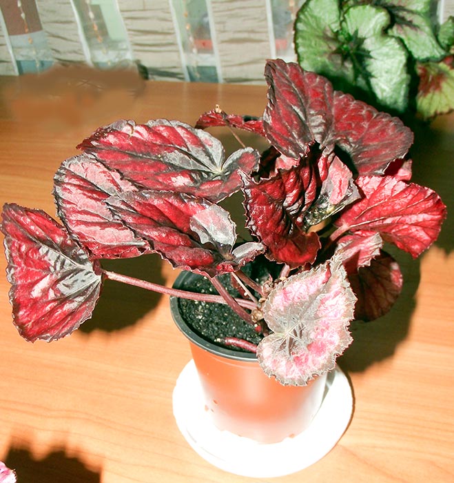 Red-kiss1.jpg