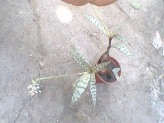 IMG0239A.jpg
