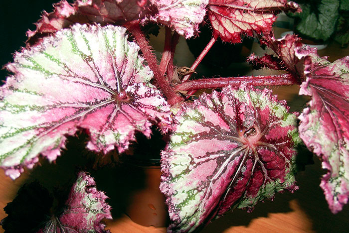 Pink champagne1.jpg