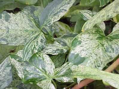 syngonium_3.jpg