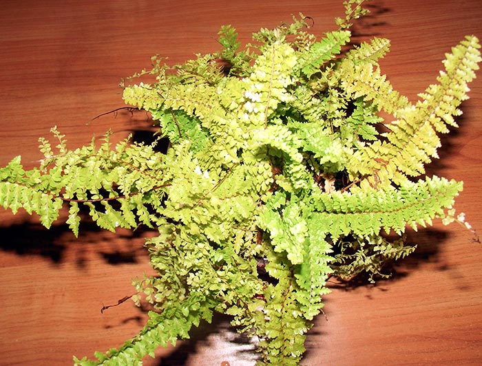 nephr-kucher-mamka.jpg